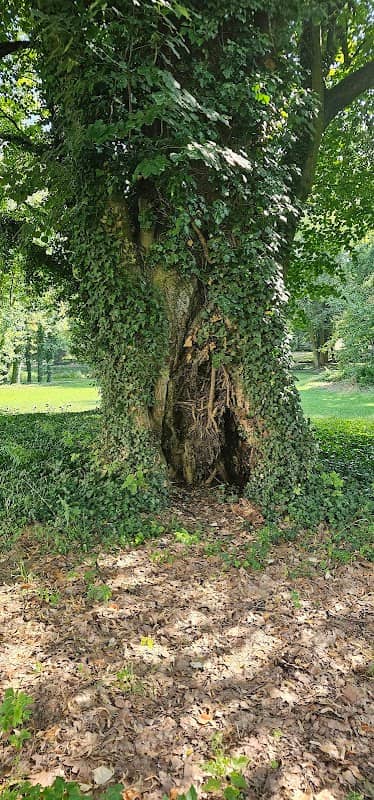 Pomnik przyrody Drzewo z dziurą - Image 2