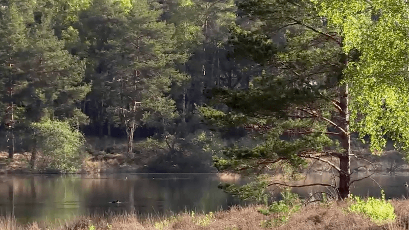 Wieselse Plas - Image 2
