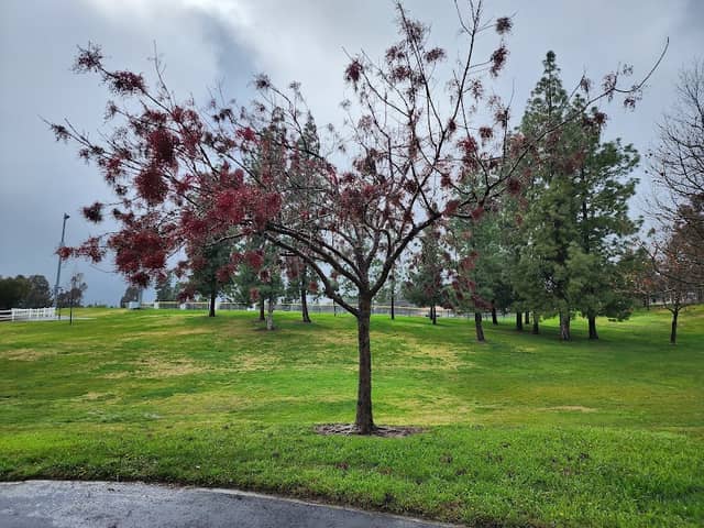 Heritage Community Park - Image 4