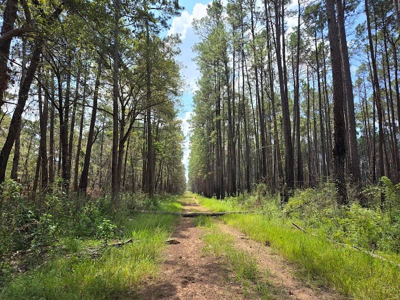 Hunters Camp - Sam Houston National Forest - Image 2