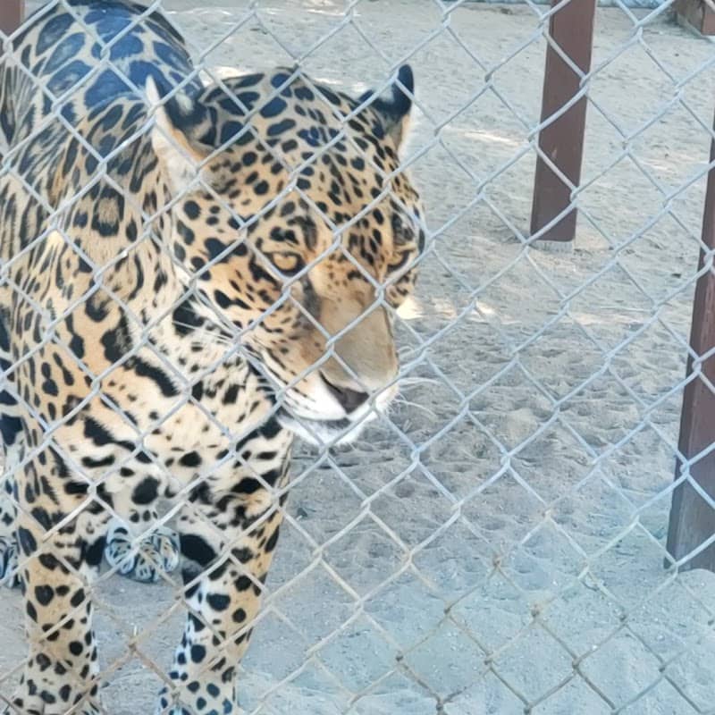 The Hesperia Zoo - Image 1