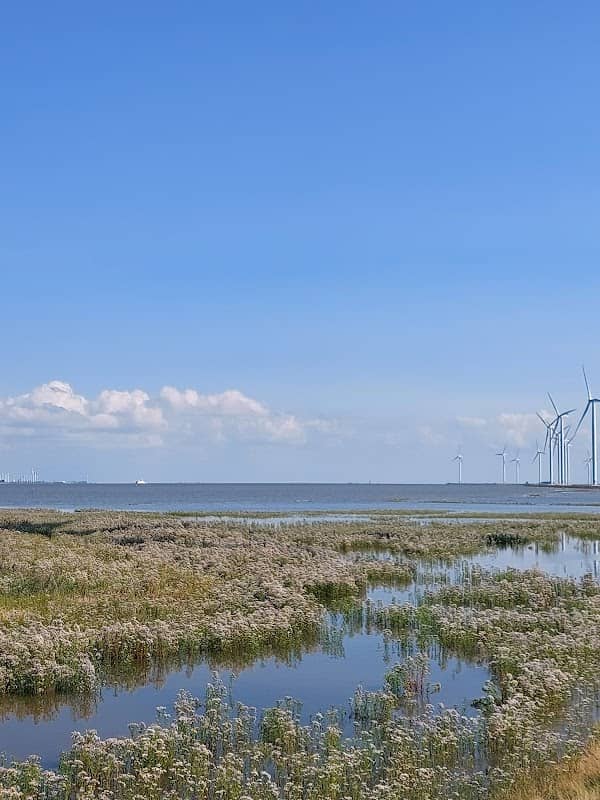 Kwelderlandschap Delfzijl - Image 1