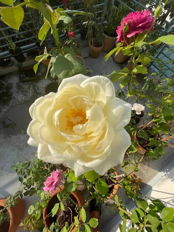Sasi Rose Terrace - Image 1