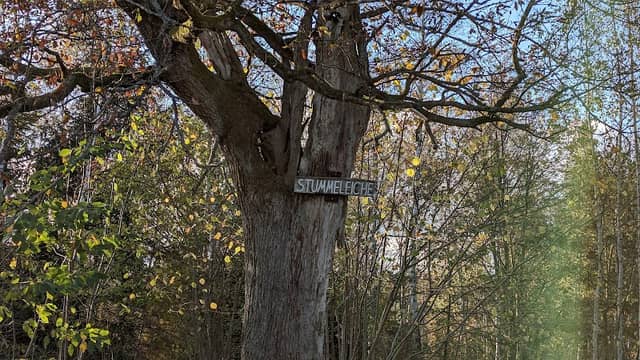 Stummeleiche - Image 1
