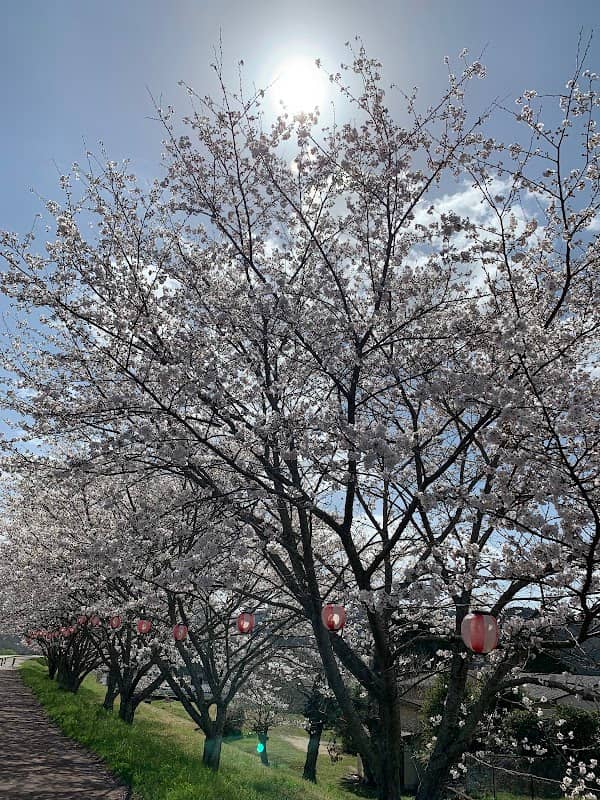 周匝吉井川河川桜並木 - Image 1