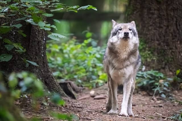 Wolfgehege - Image 1