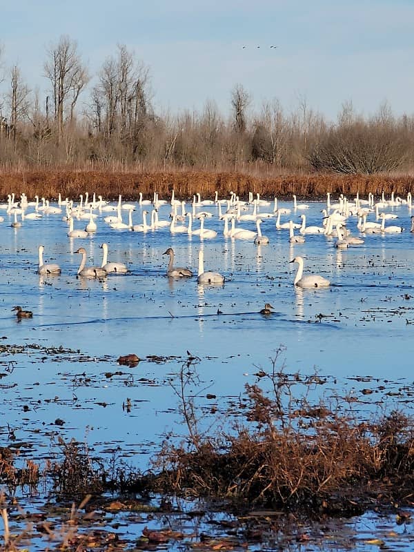 Pocosin Lakes National Wildlife Refuge - Image 3