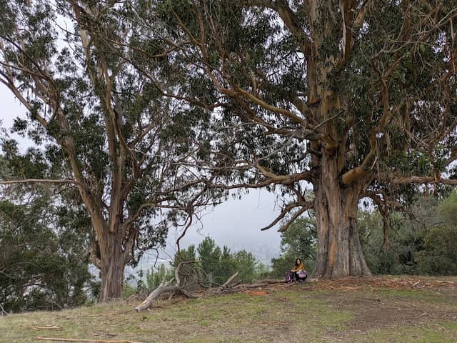 City of Novato O’Hair Park - Image 1