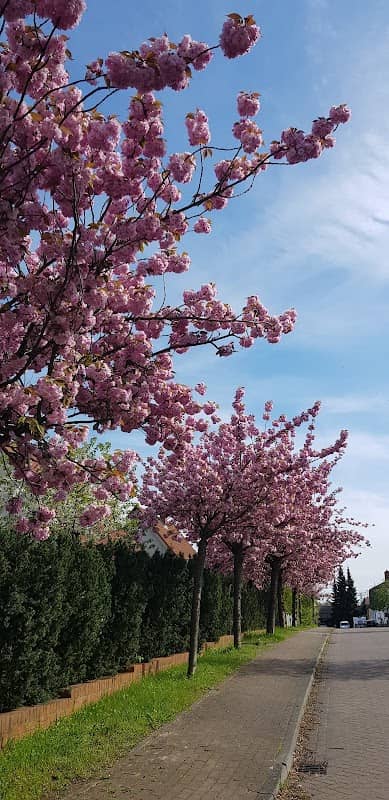 Kirschblüte - Image 1