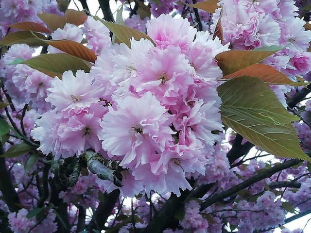 Kirschblüte - Image 2