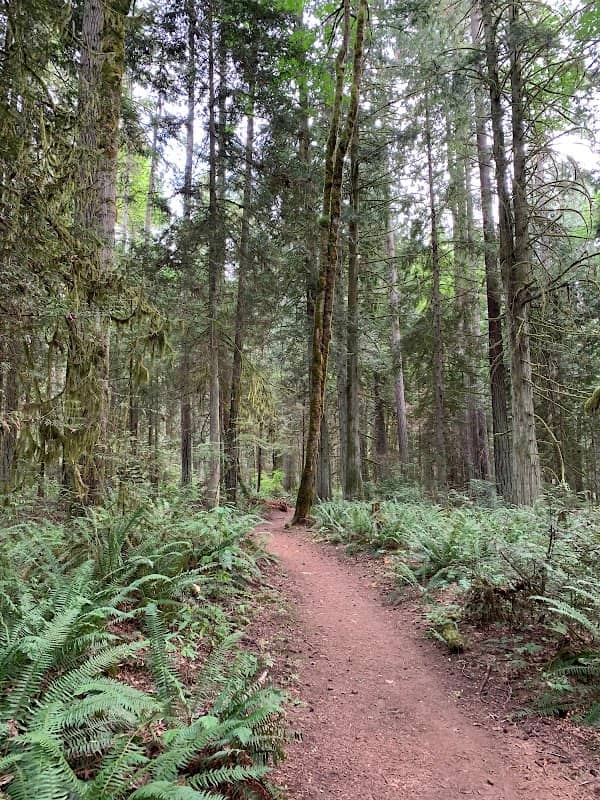 Grand Forest West - Image 2