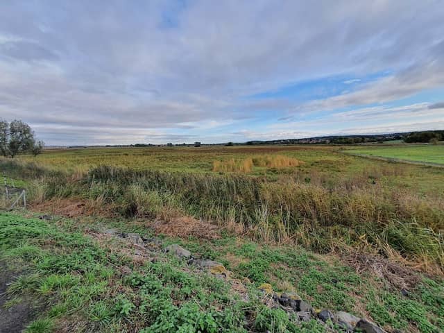 Bingenheimer Ried - Image 1