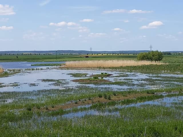 Bingenheimer Ried - Image 2