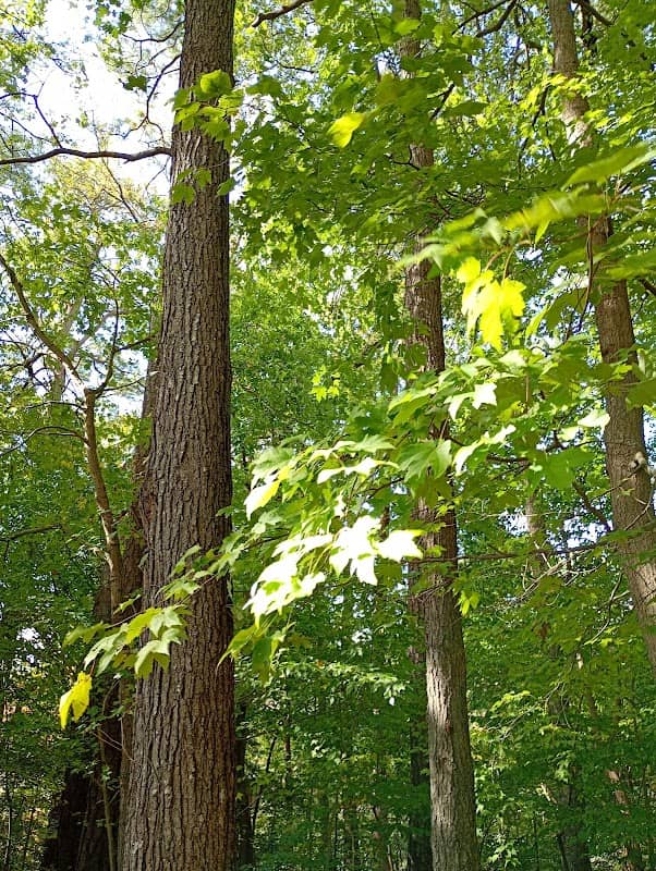 Deer Park - Image 3