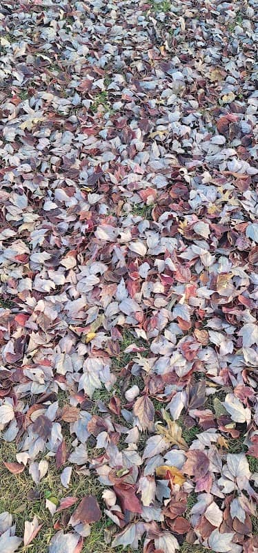 Lincoln Park - Image 1