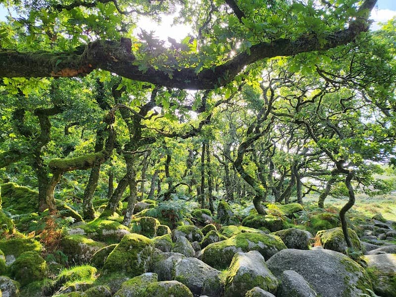 Black-a-Tor Copse National Nature Reserve - Image 1