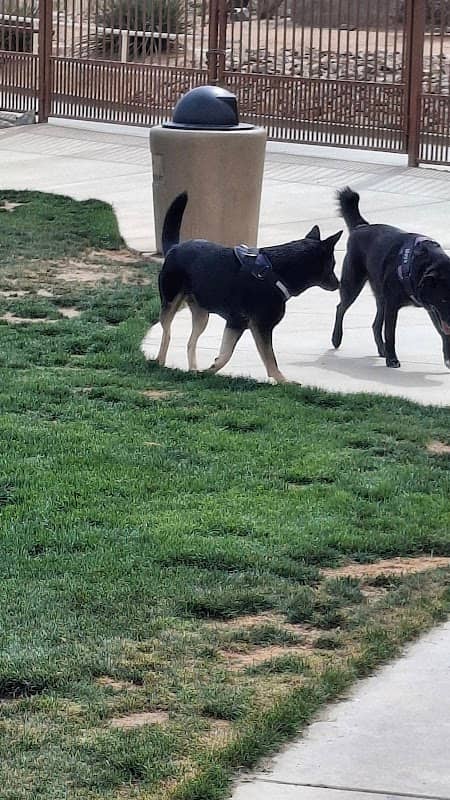 University Dog Park - Image 1