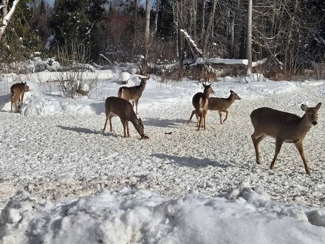 Eagle River Park - Image 1