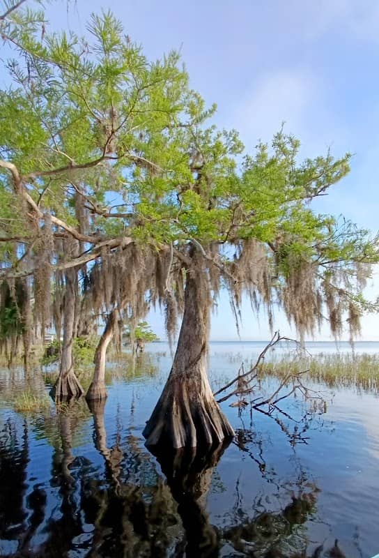 Blue Cypress Conservation Area - Image 2