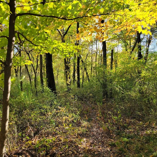 Walton Woods - Image 2