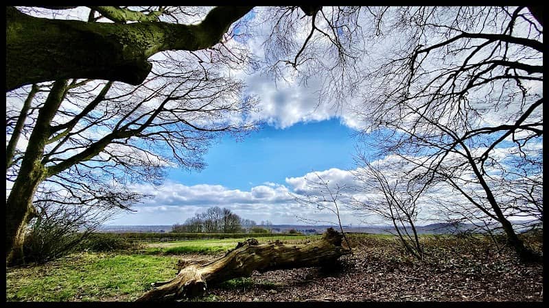 Frankley Beeches - Image 2