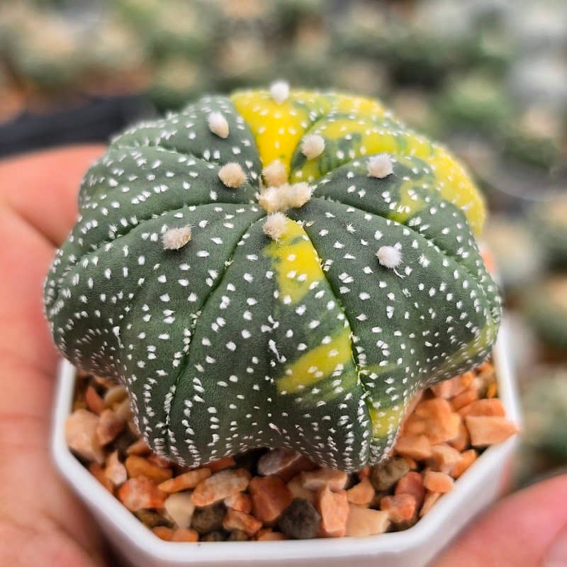 AT cactus (เพชรบุรี) - Image 1