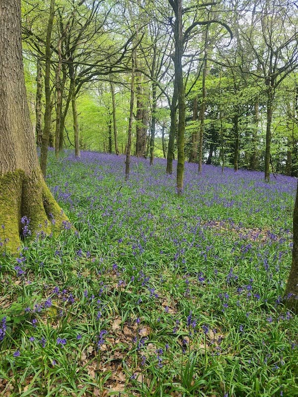 Job’s Wood (Bluebell Woods) - Image 1