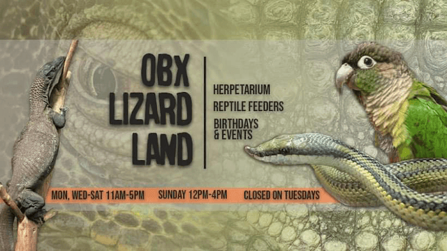 OBX Lizard Land - Image 1