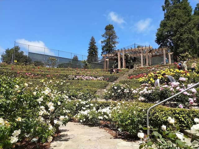 Berkeley Rose Garden - Image 1