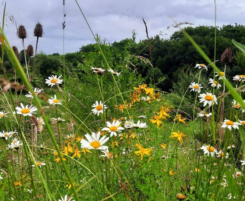 Castle Mill Woods - Image 2