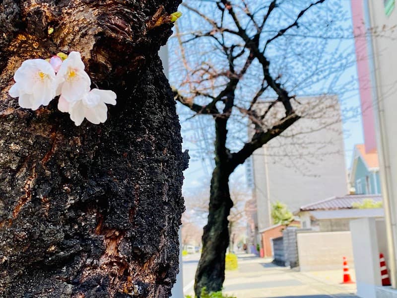 大野木の桜並木 - Image 3
