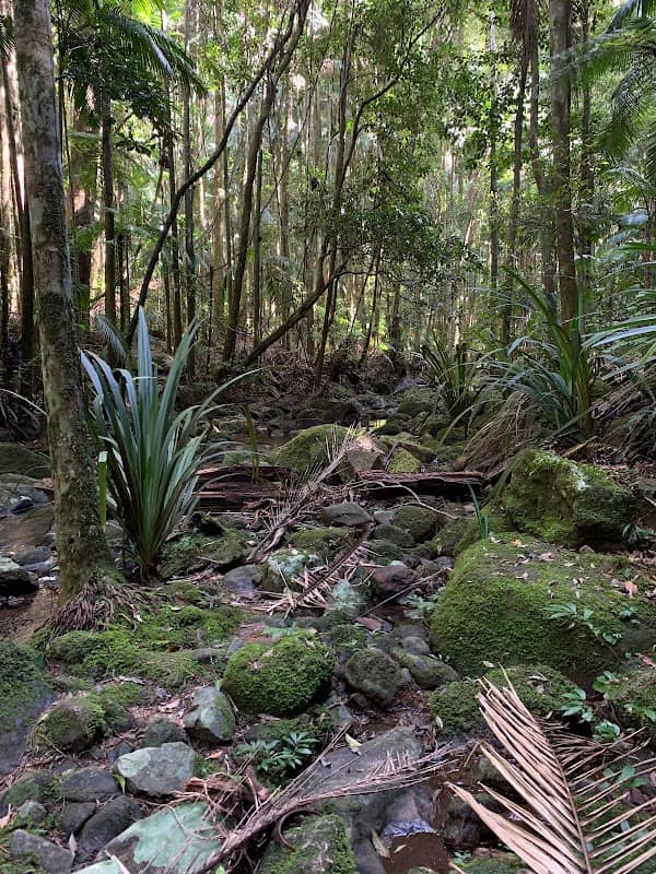 Terania Creek picnic area - Image 2