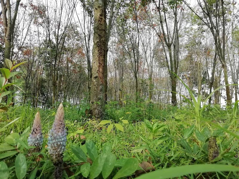 Kebun Karet - Image 1