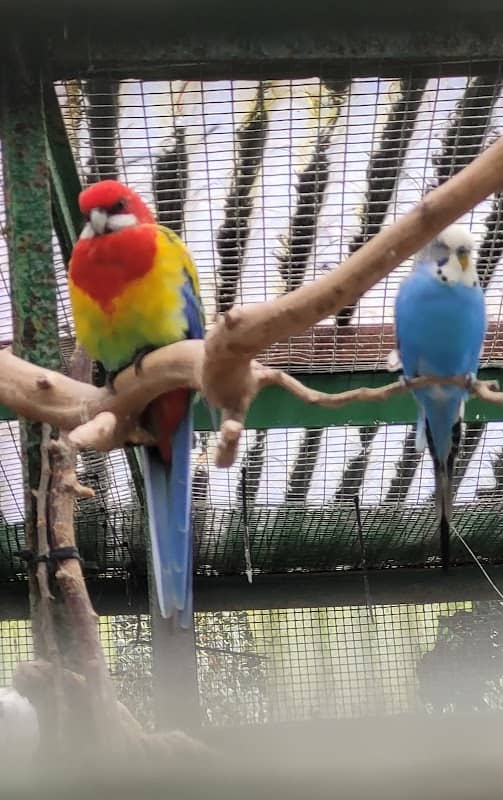 Botanic Gardens Aviaries - Image 2