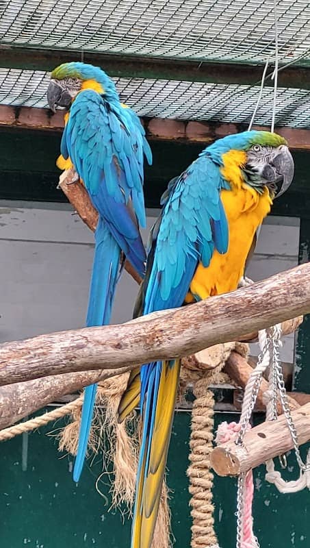Botanic Gardens Aviaries - Image 1