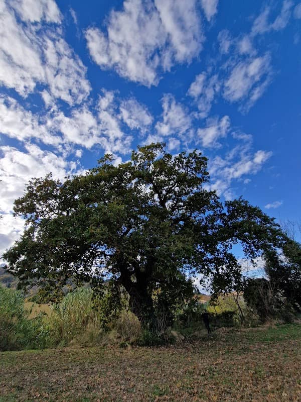 Quercus pubescens monumentale - Image 1