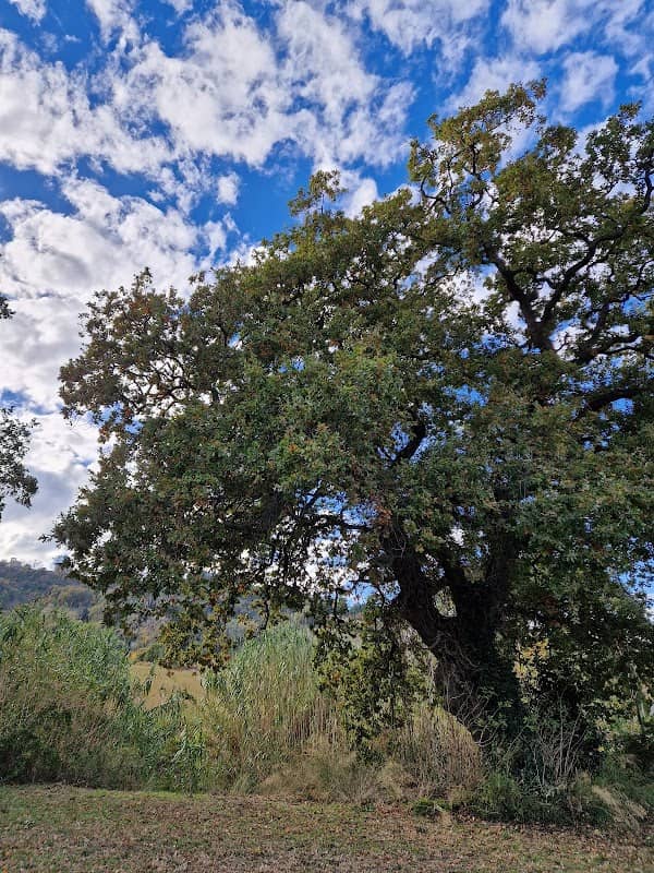 Quercus pubescens monumentale - Image 2