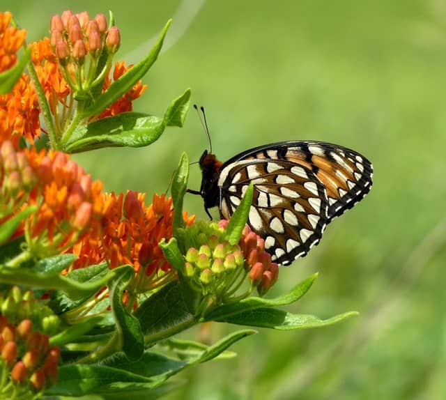 Knapp Prairie - Image 1