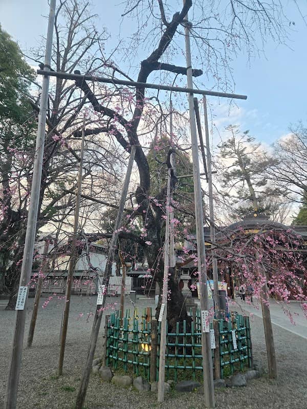 明治100年記念樹 - Image 1