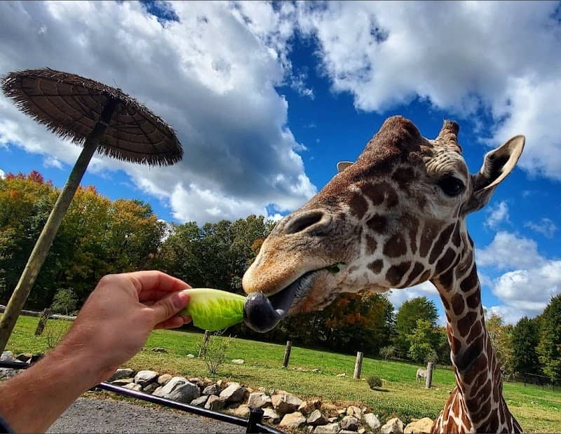 Keystone Safari - Image 1