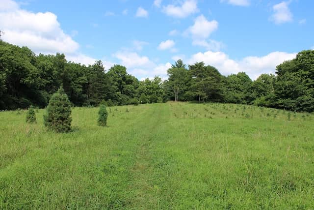 School Forest Meadow - Image 2