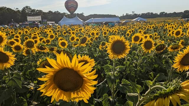 Sunflower Festival at Alvis Farms, Goochland County, Virginia - Image 1
