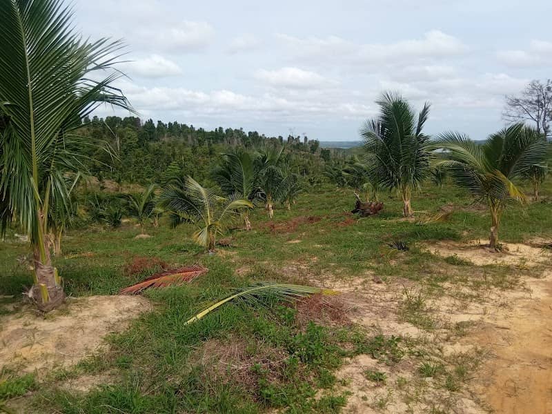kebun KBN Namhom Batam - Image 1