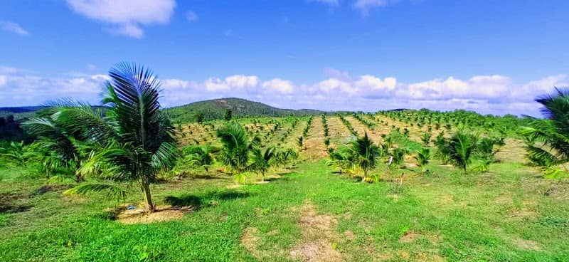 kebun KBN Namhom Batam - Image 2
