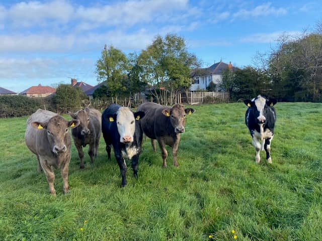 School Farm - Image 2