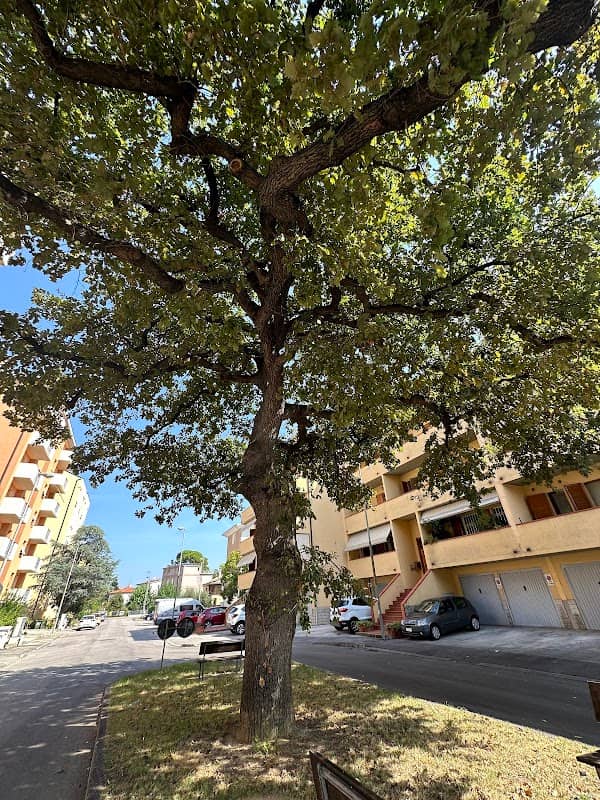 Quercia Secolare - Image 1