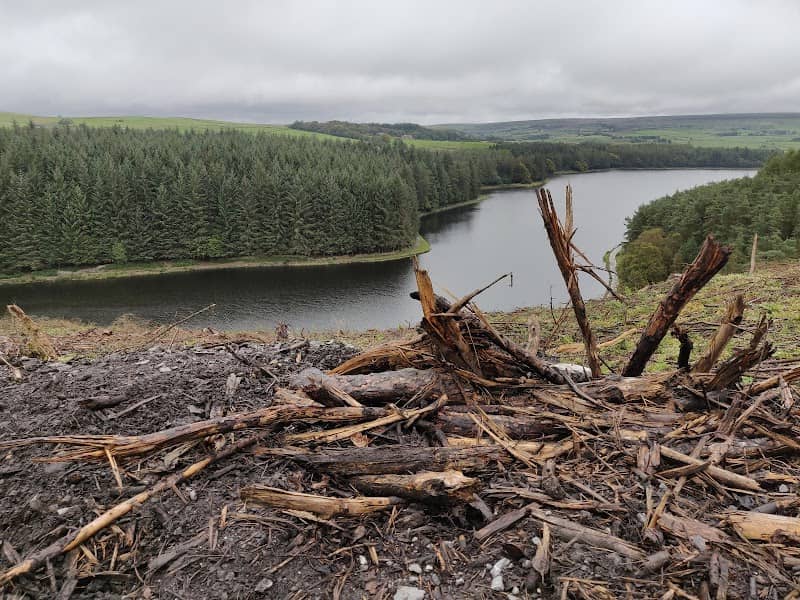 Darwen Community Memorial Forest - Image 1