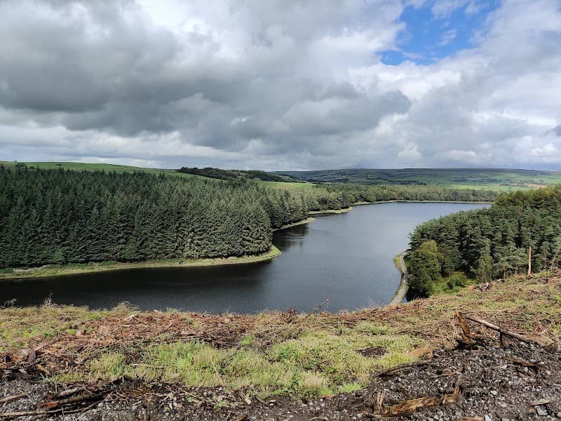 Darwen Community Memorial Forest - Image 2
