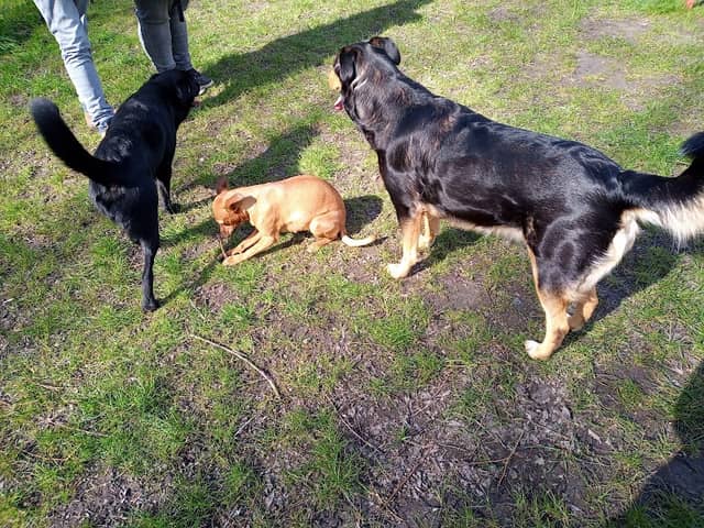 Osteeler Hundewiese - Image 1