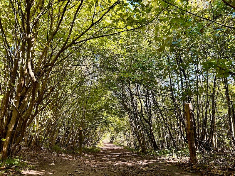 Nower Wood Educational Nature Reserve - Visitors by appointment only - Image 2